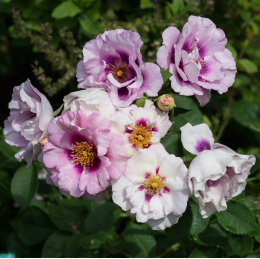 Саженцы розы Айс фо Ю