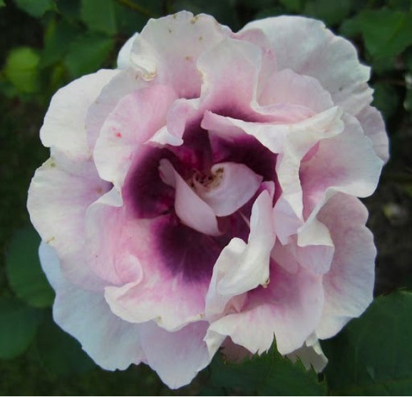 Саджанець троянди Айс фо Ю