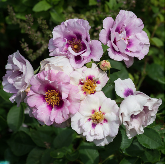 Саджанець троянди Айс фо Ю