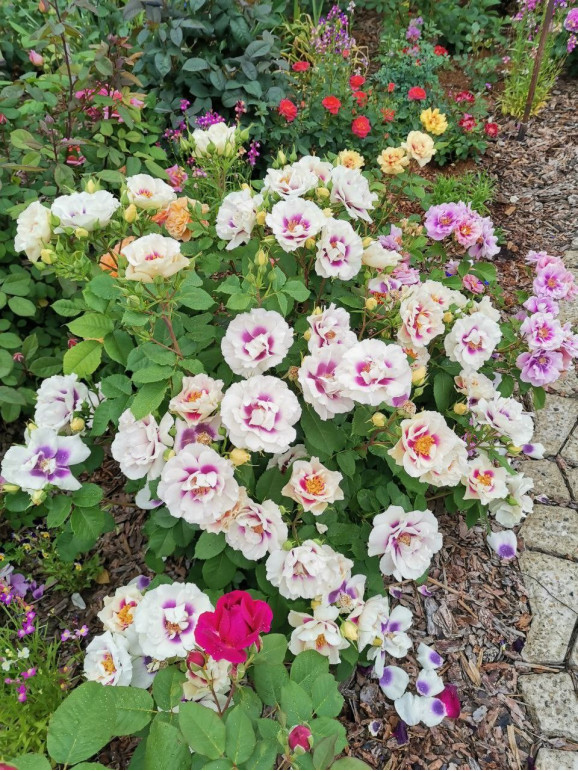 Саджанець троянди Айс фо Ю