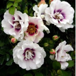 Саджанець троянди Айс фо Ю