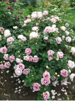 Саджанець троянди Айс фо Ю