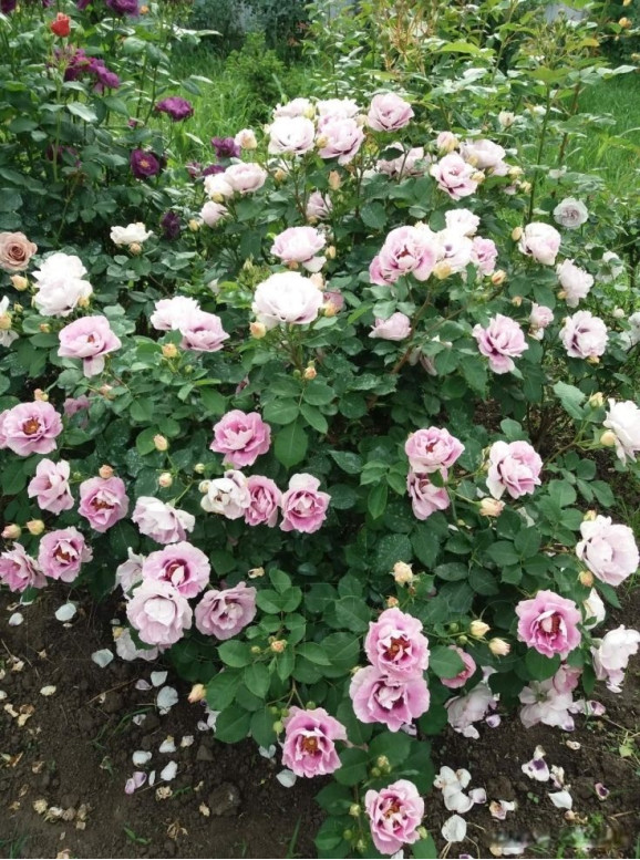 Саджанець троянди Айс фо Ю