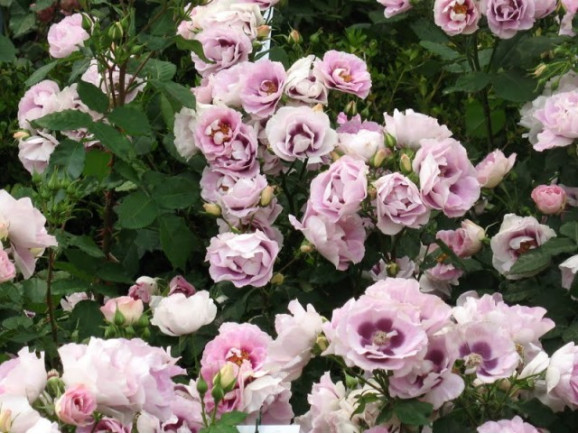 Саджанець троянди Айс фо Ю