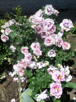 Саджанець троянди Айс фо Ю