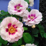 Саджанець троянди Айс фо Ю