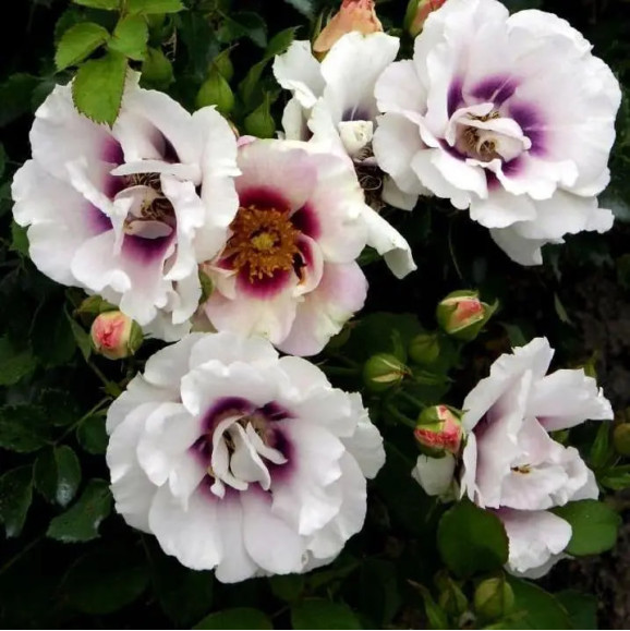 Саджанець троянди Айс фо Ю