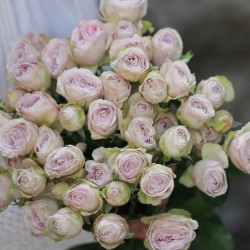 Саженцы розы Сильвер Лейс