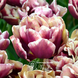 Цибулини тюльпану Wyndham