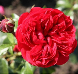 Саджанець троянди Роткепхен