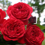 Саджанець троянди Роткепхен