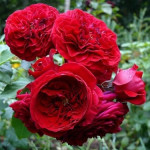 Саджанець троянди Роткепхен