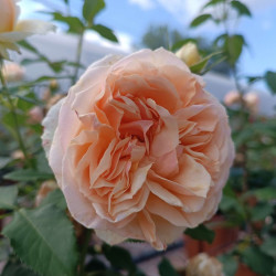 Саженцы розы Женевьев Орси