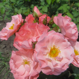 Саджанець троянди Джекіс Фаворит