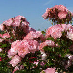 Саджанець троянди Джекіс Фаворит