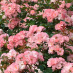 Саджанець троянди Джекіс Фаворит