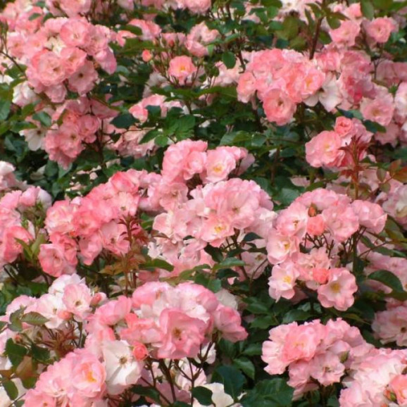 Саджанець троянди Джекіс Фаворит