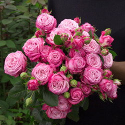 Саджанці троянди Леді Бомбастік