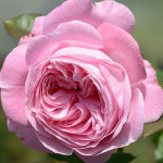 Саджанець троянди Марія Генрієтта