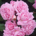 Саджанець троянди Марія Генрієтта