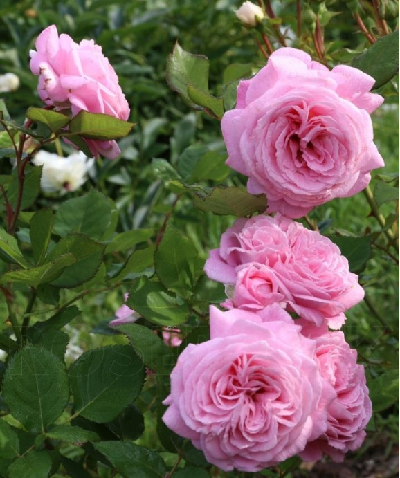 Саженцы розы Мария Генриетта