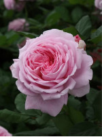 Саженцы розы Мария Генриетта