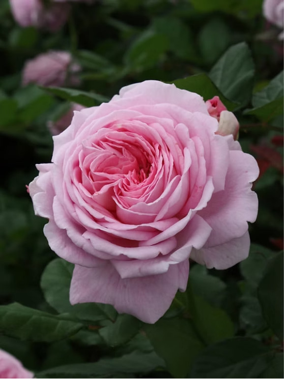 Саженцы розы Мария Генриетта