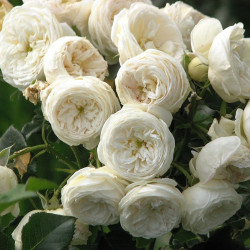 Саджанці троянди Артеміс