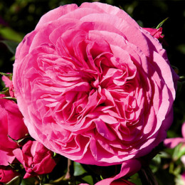 Саженцы розы Баронесса