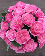 Саджанець троянди Баронеса