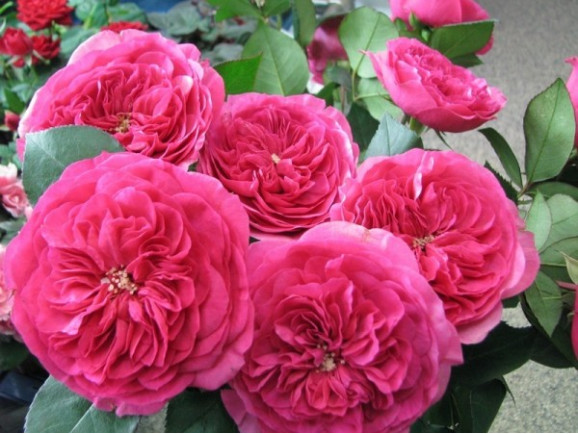 Саженцы розы Баронесса