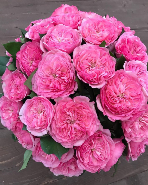 Саджанець троянди Баронеса