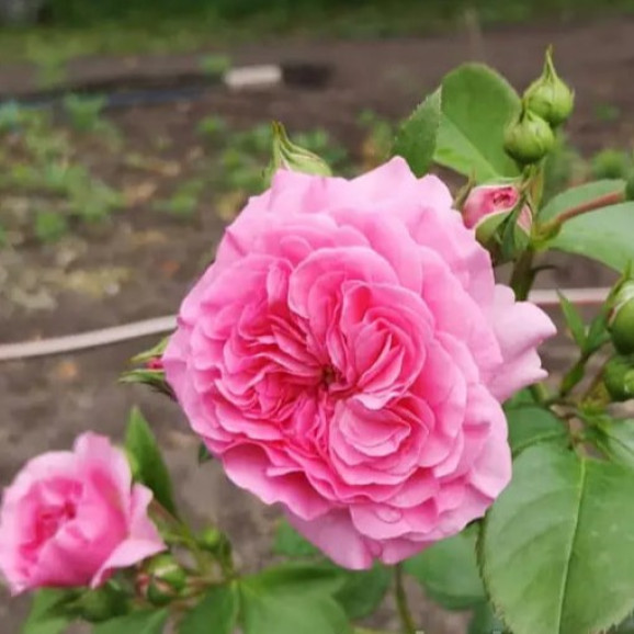 Саженцы розы Баронесса