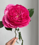 Саджанець троянди Баронеса