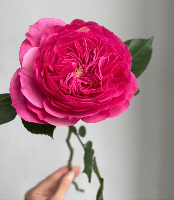 Саджанець троянди Баронеса