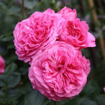 Саджанець троянди Баронеса