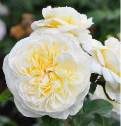 Саджанець троянди Леді Романтика