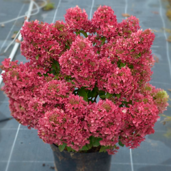 Саженцы гортензии метельчатой Petite Cherry