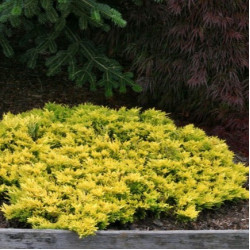 Саженцы можжевельника Mother Lode (Мазер Лод)