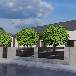 Катальпа 'Nana' (Нана) на штамбе