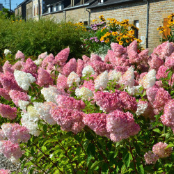 Саджанці гортензії волотистої Vanille Fraise (Ваніль Фрейз)