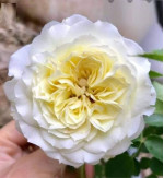 Саженцы розы Леді Романтика