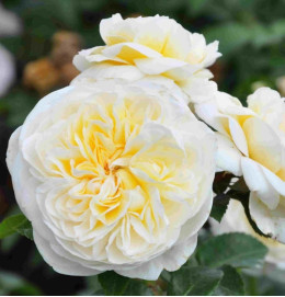 Саджанець троянди Леді Романтика