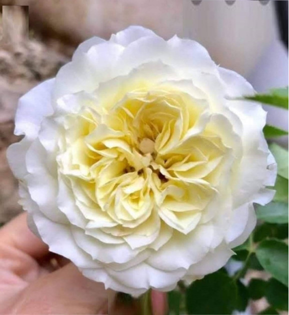 Саженцы розы Леді Романтика