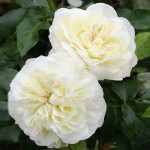 Саджанець троянди Леді Романтика