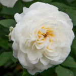 Саджанець троянди Леді Романтика