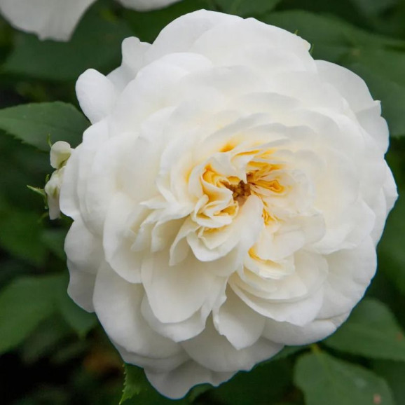 Саджанець троянди Леді Романтика