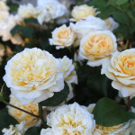 Саженцы розы Леді Романтика