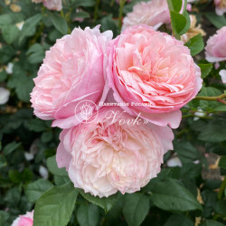 Саженцы розы Констанс