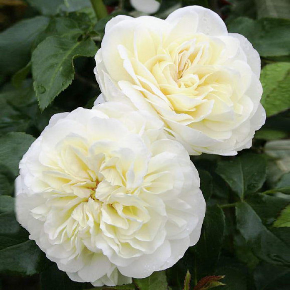 Саджанець троянди Леді Романтика